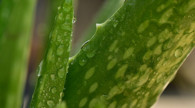 aloe vera zdraví